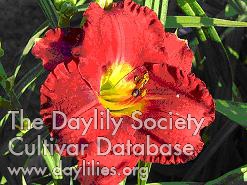 Daylily Christmas Wishes